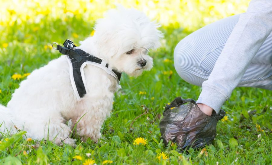 Benefits of Compostable Dog Poop Bags